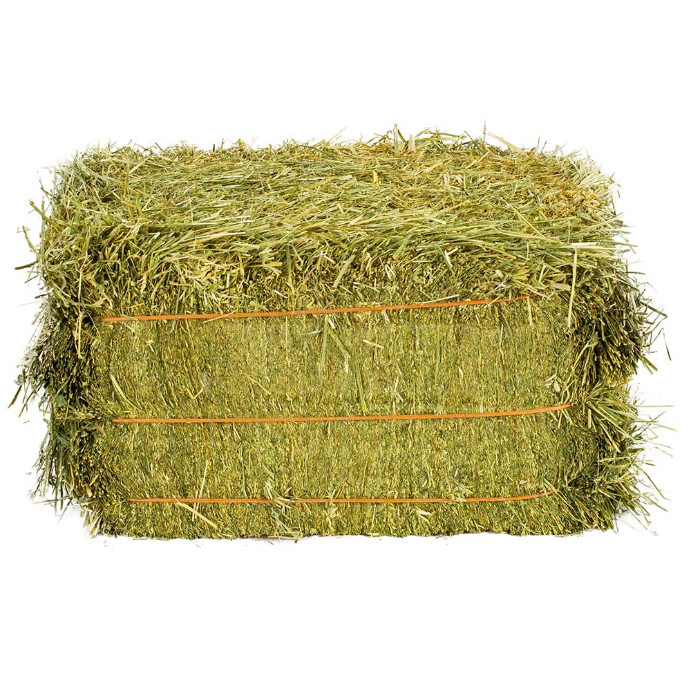 ALFALFA DOUBLE COMPRESSED BALES - Gruppo Carli