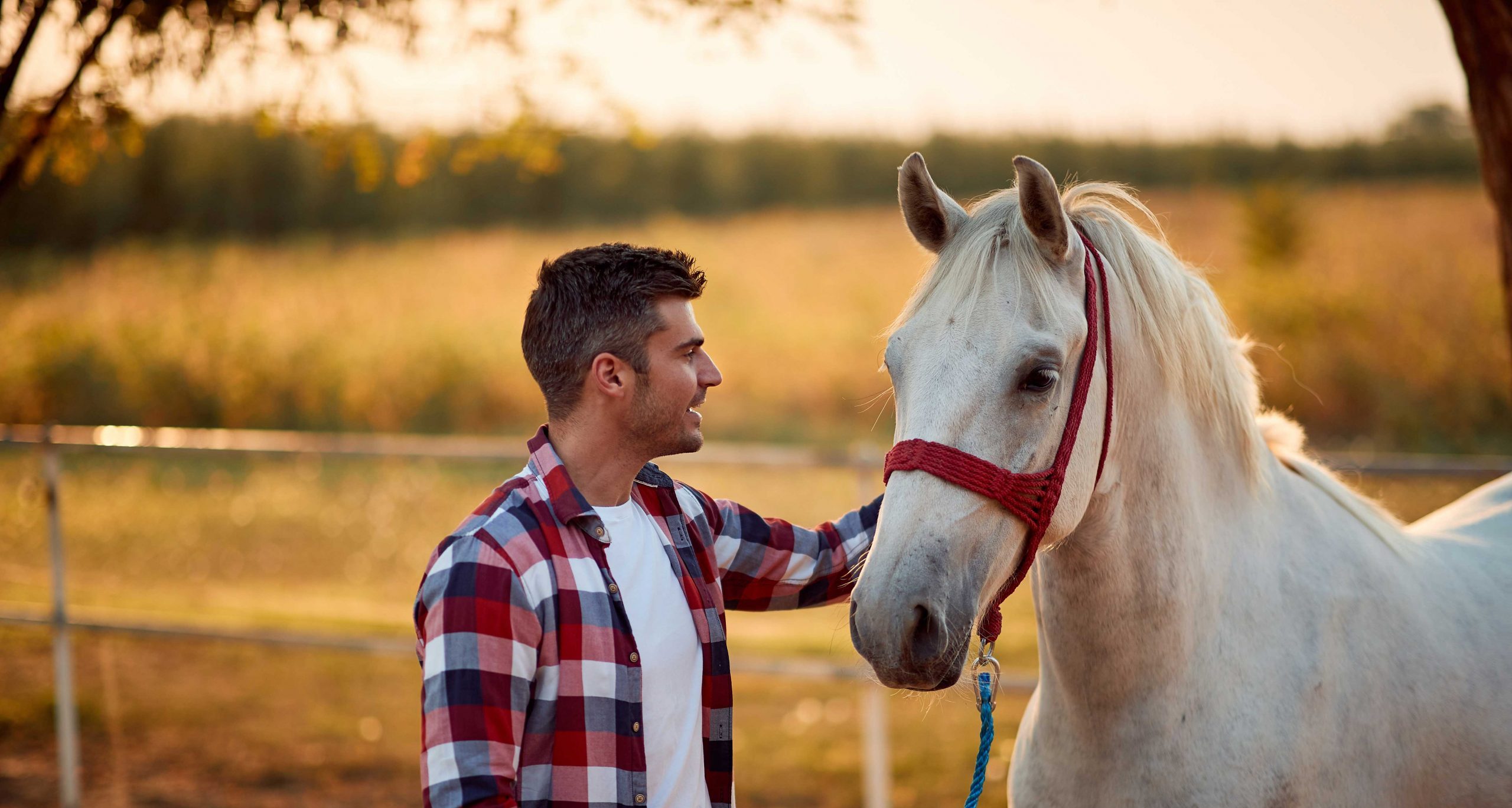 Dieta Bilanciata Per Il Tuo Cavallo Parte 3