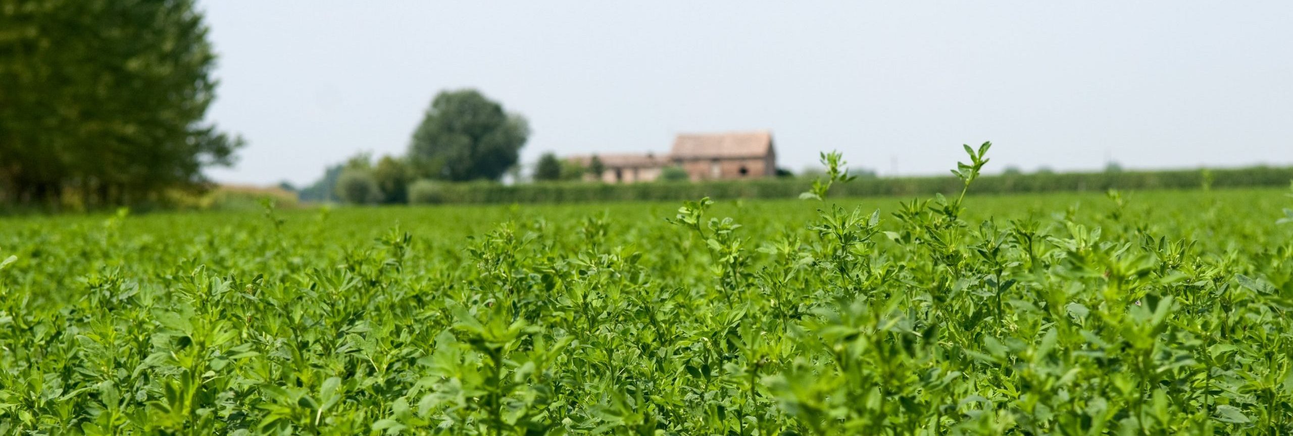 Erba Medica Ineguagliabile Protettrice Dell ambiente Gruppo Carli