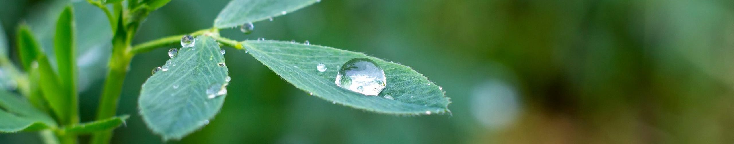 Medi C A Rbonio Il Non peso Ambientale Dell erba Medica Pu 