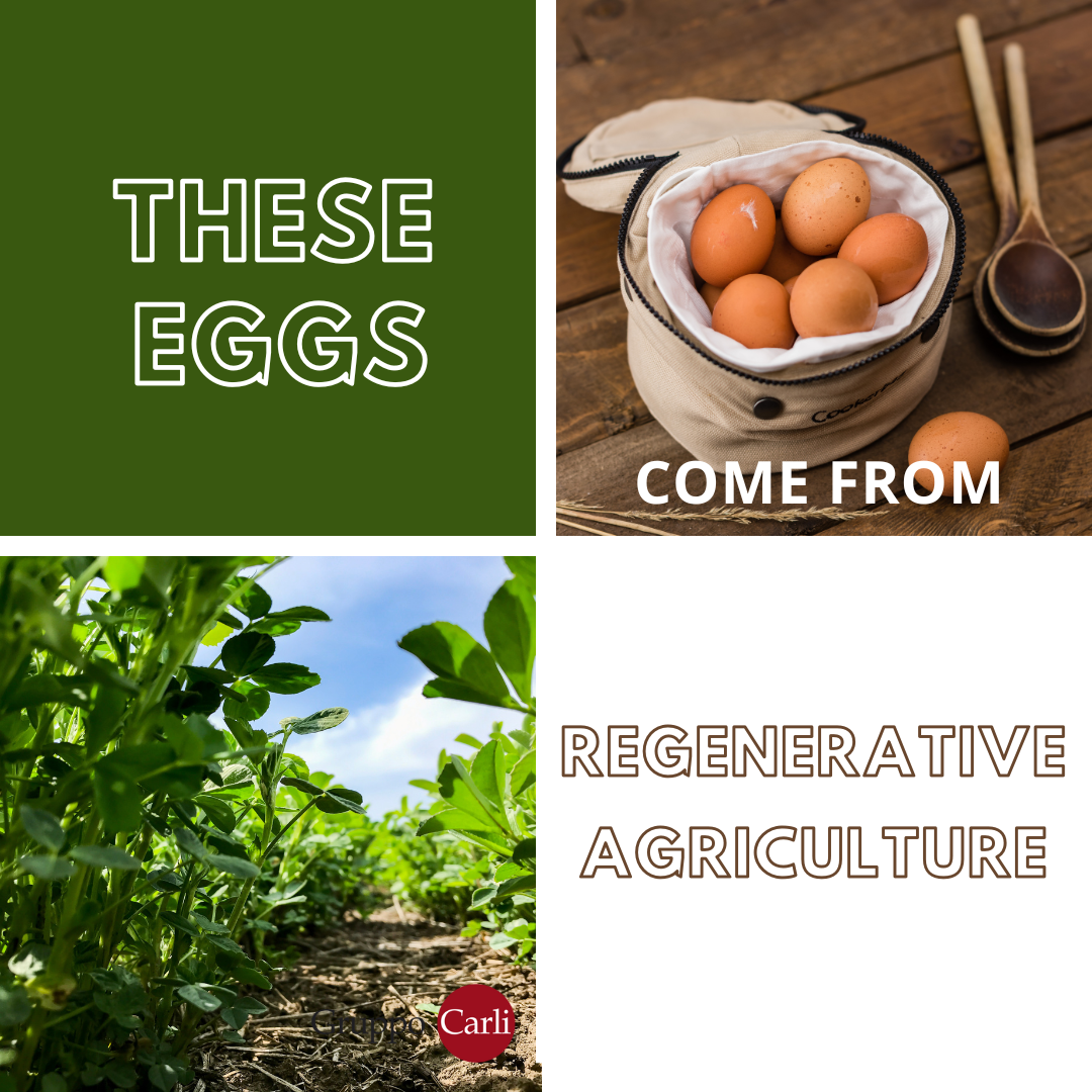 Alfalfa and regenerative agriculture Gruppo Carli