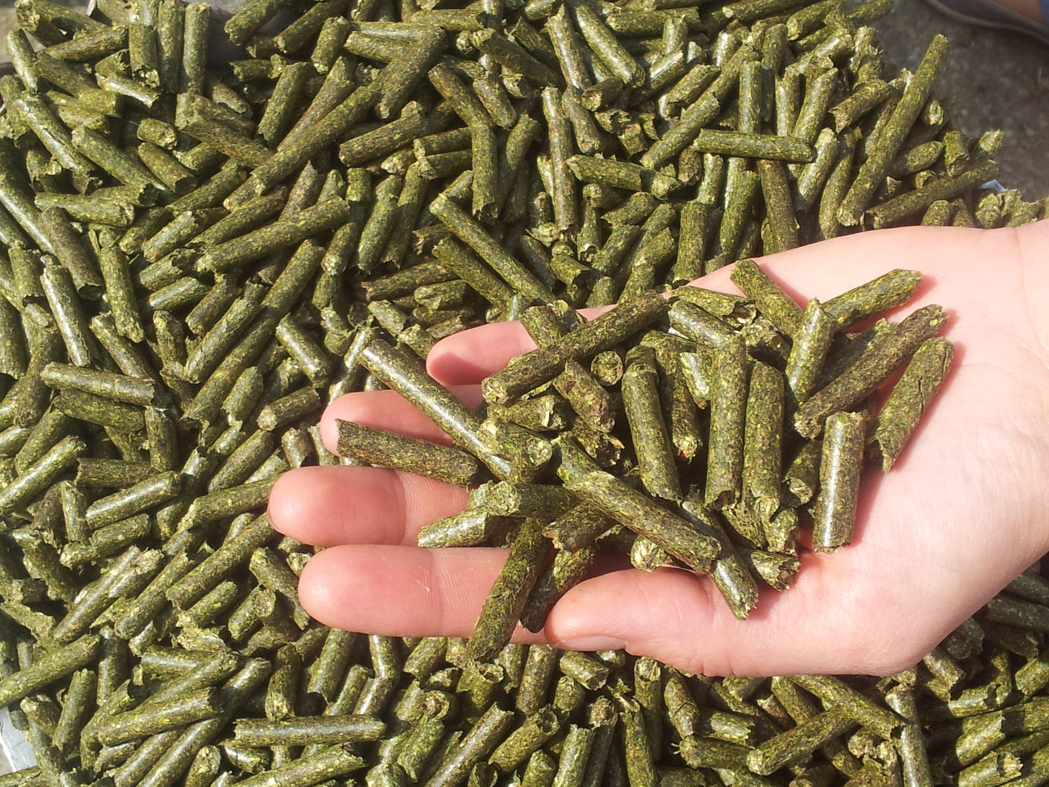 Erba Medica Gruppo Carli